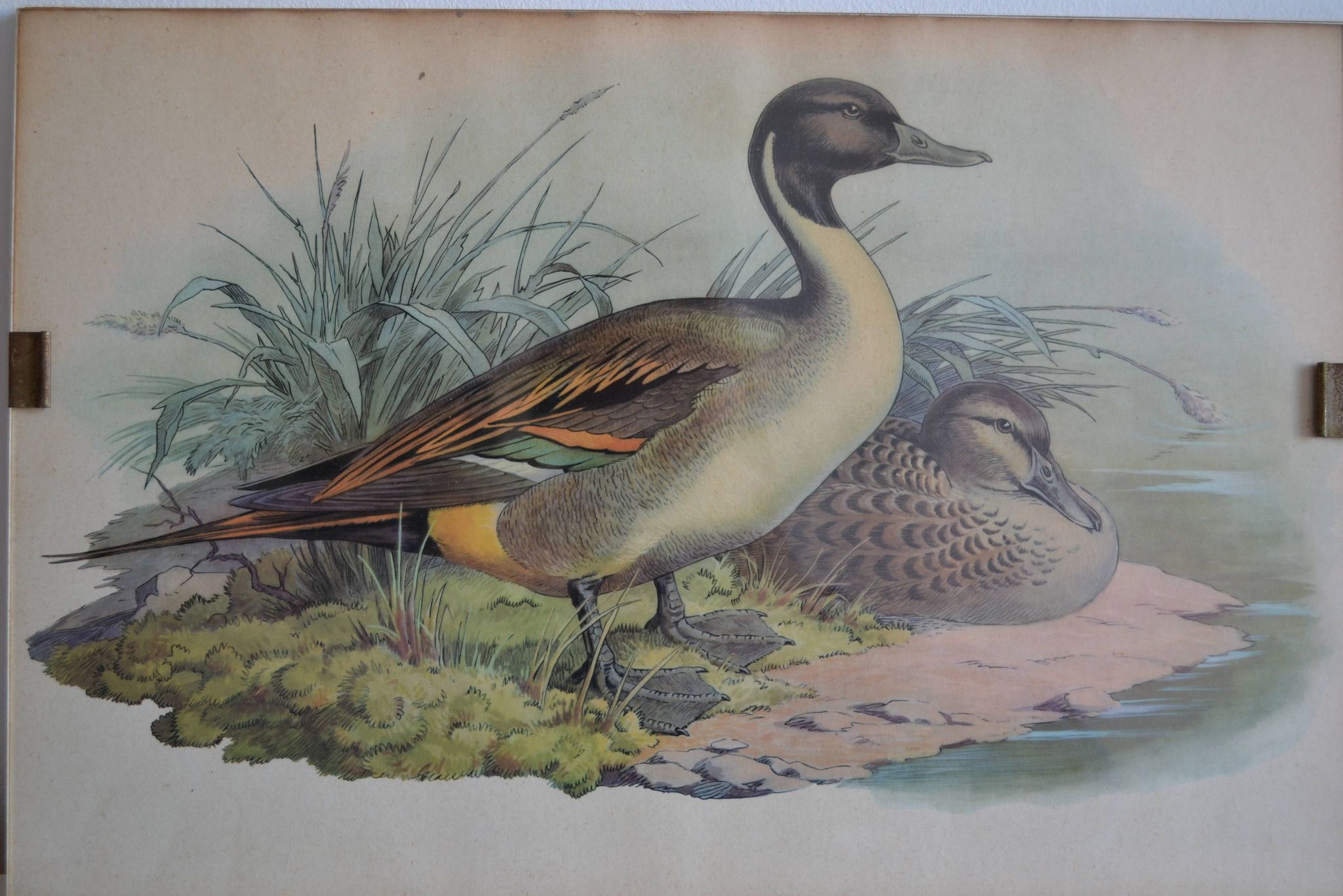 Estampe animalière vintage canards