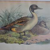 Vintage animal print ducks