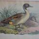 Vintage animal print ducks