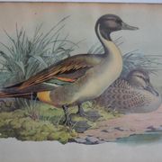 Estampe animalière vintage canards