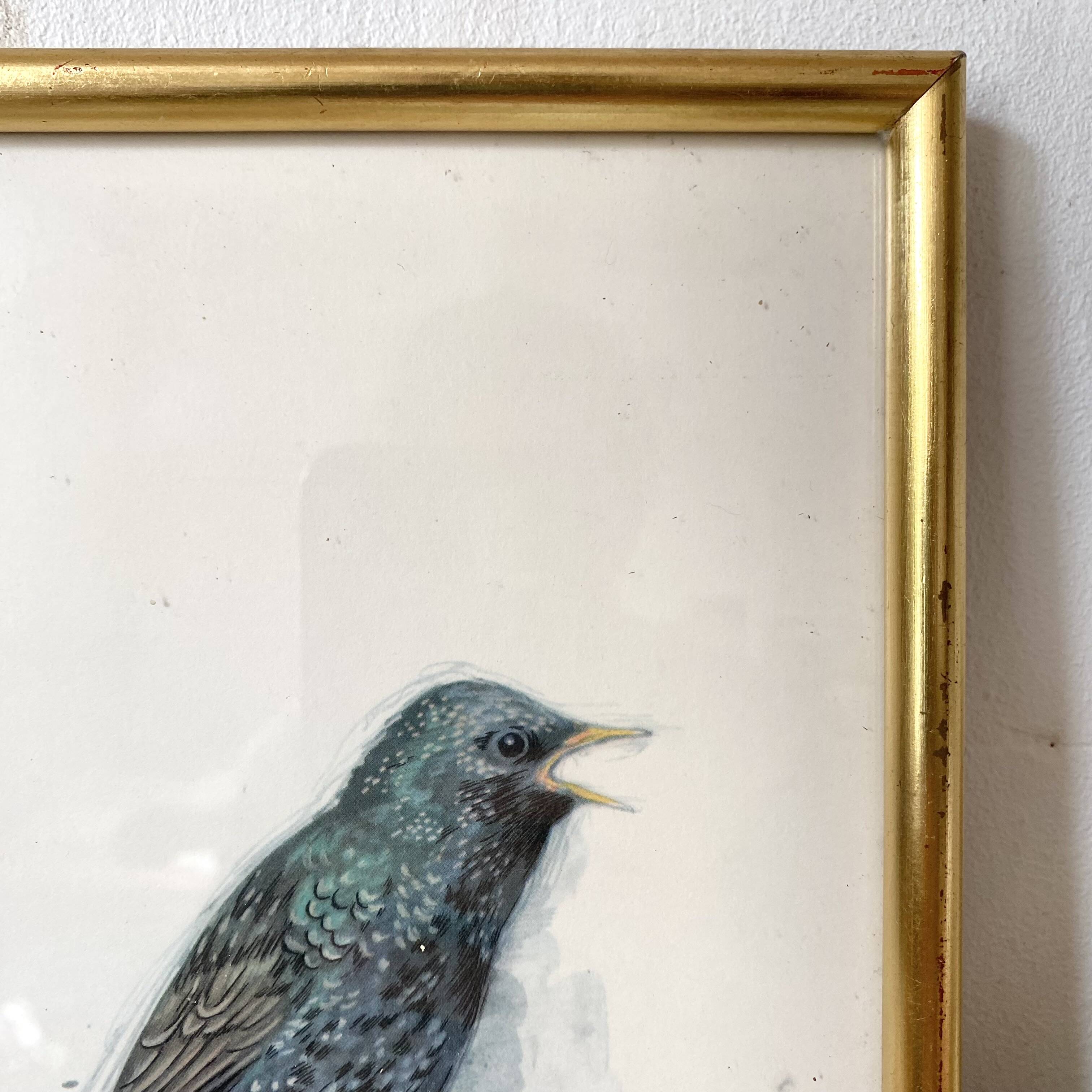 Framed bird engraving, botanical plate sternus vulgaris