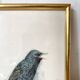 Framed bird engraving, botanical plate sternus vulgaris