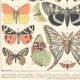 Lithograph plate butterflies of Europe 1900