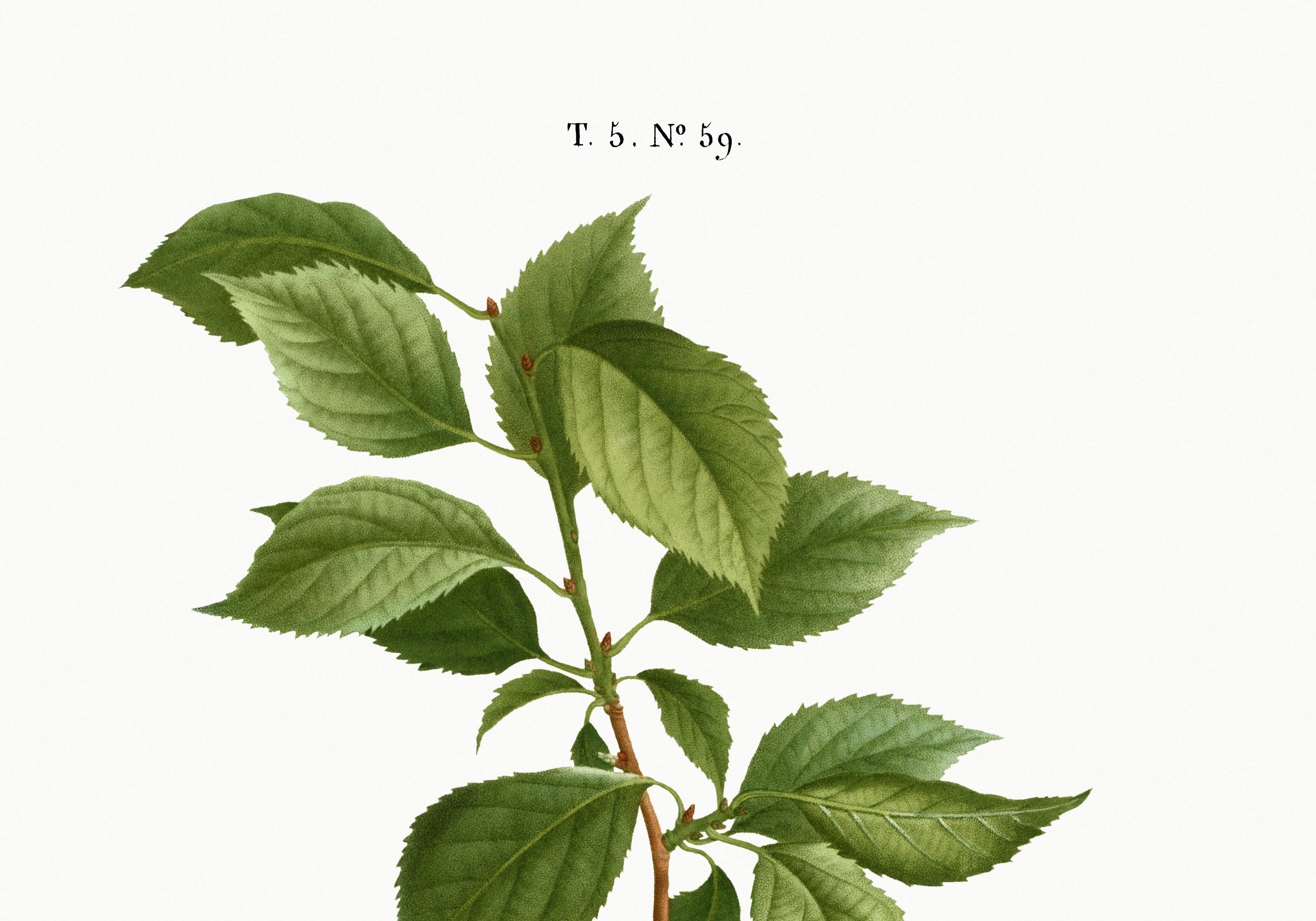 Poster about the plum tree, based on an old engraving from 1802
