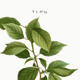 Poster about the plum tree, based on an old engraving from 1802