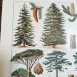 Lithographie sur les arbres de 1928 "épicéa"