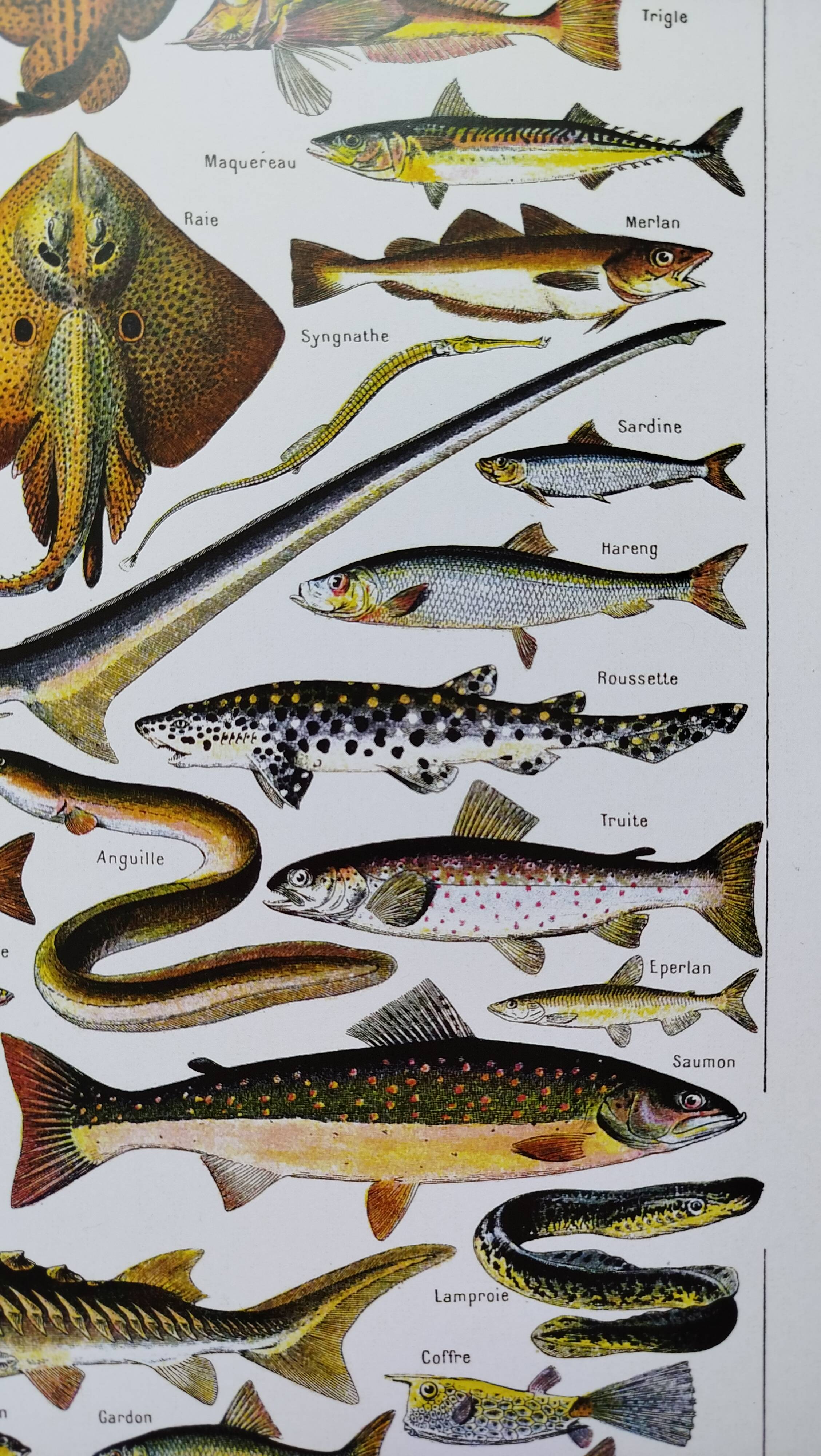 Affiche sur les poissons, d'après une lithographie de 1922