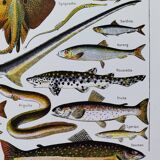 Fish poster, based on a 1922 lithograph