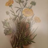 Frame botanical prints nineteenth century