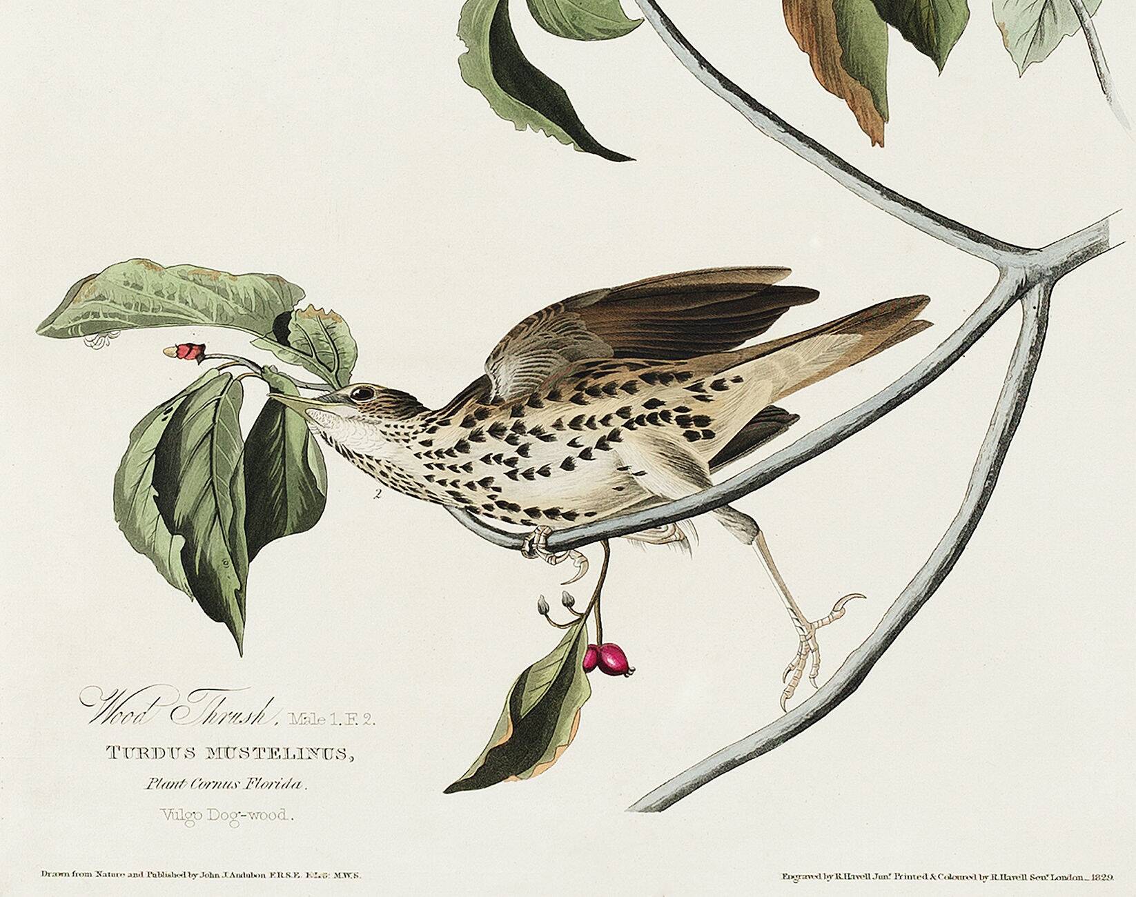 Poster about the Song Thrush, after an old engraving from 1827.
