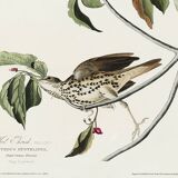 Poster about the Song Thrush, after an old engraving from 1827.