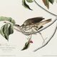 Poster about the Song Thrush, after an old engraving from 1827.