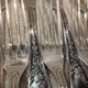 12 silver-plated dessert forks, Ercuis silversmith, Louis XV 29