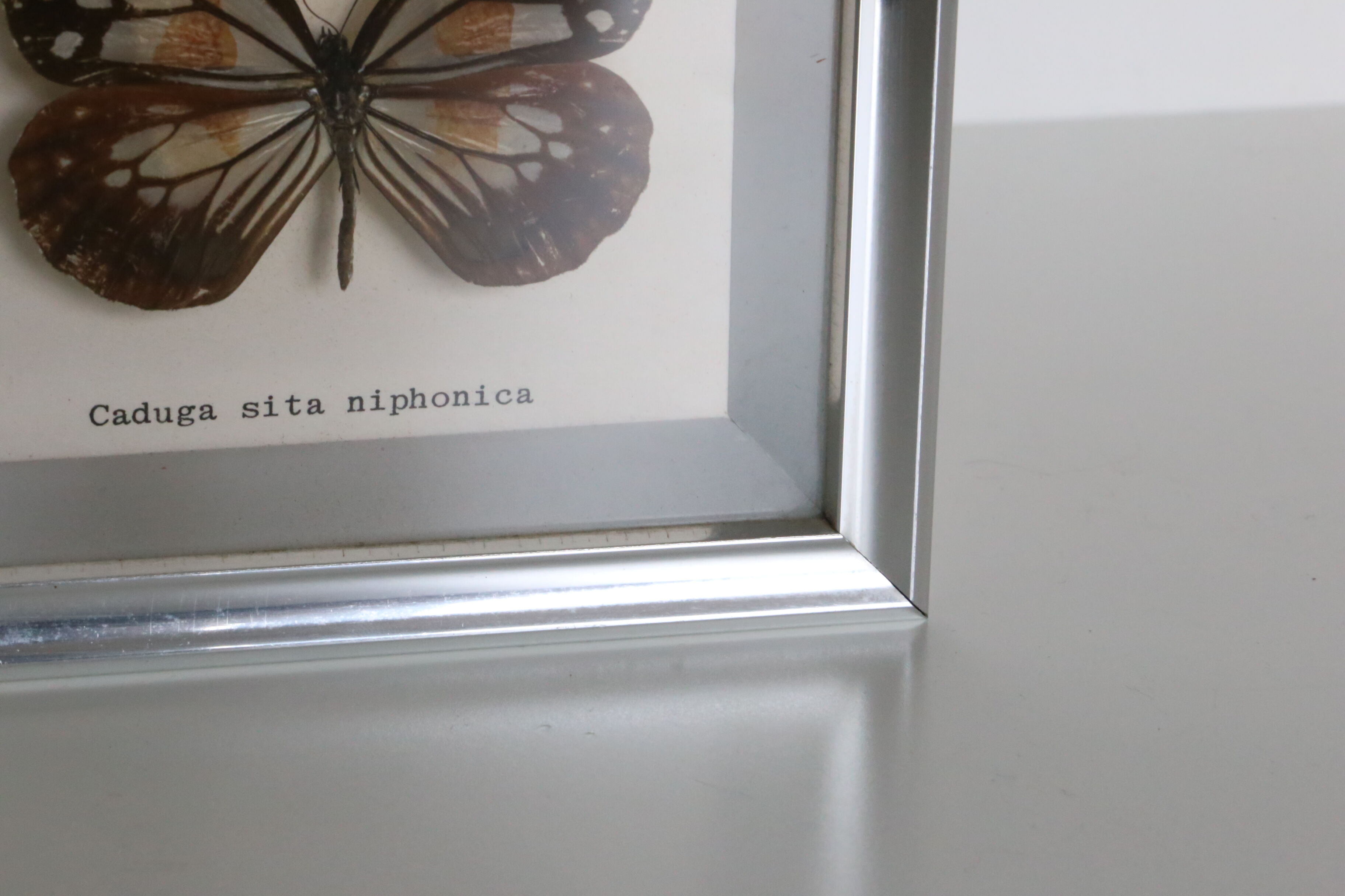 Naturalized Butterfly frame, Caduga SITA Niphonica