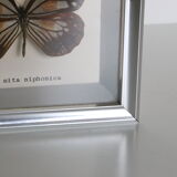 Naturalized Butterfly frame, Caduga SITA Niphonica