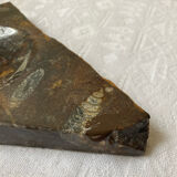 Vintage stone ashtray with orthoceras fossils