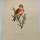 Illustration oiseau des années 60 - La Linotte Mélodieuse - Planche ornithologique vintage