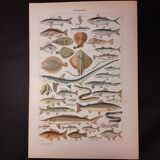 Lithograph on fish from 1922