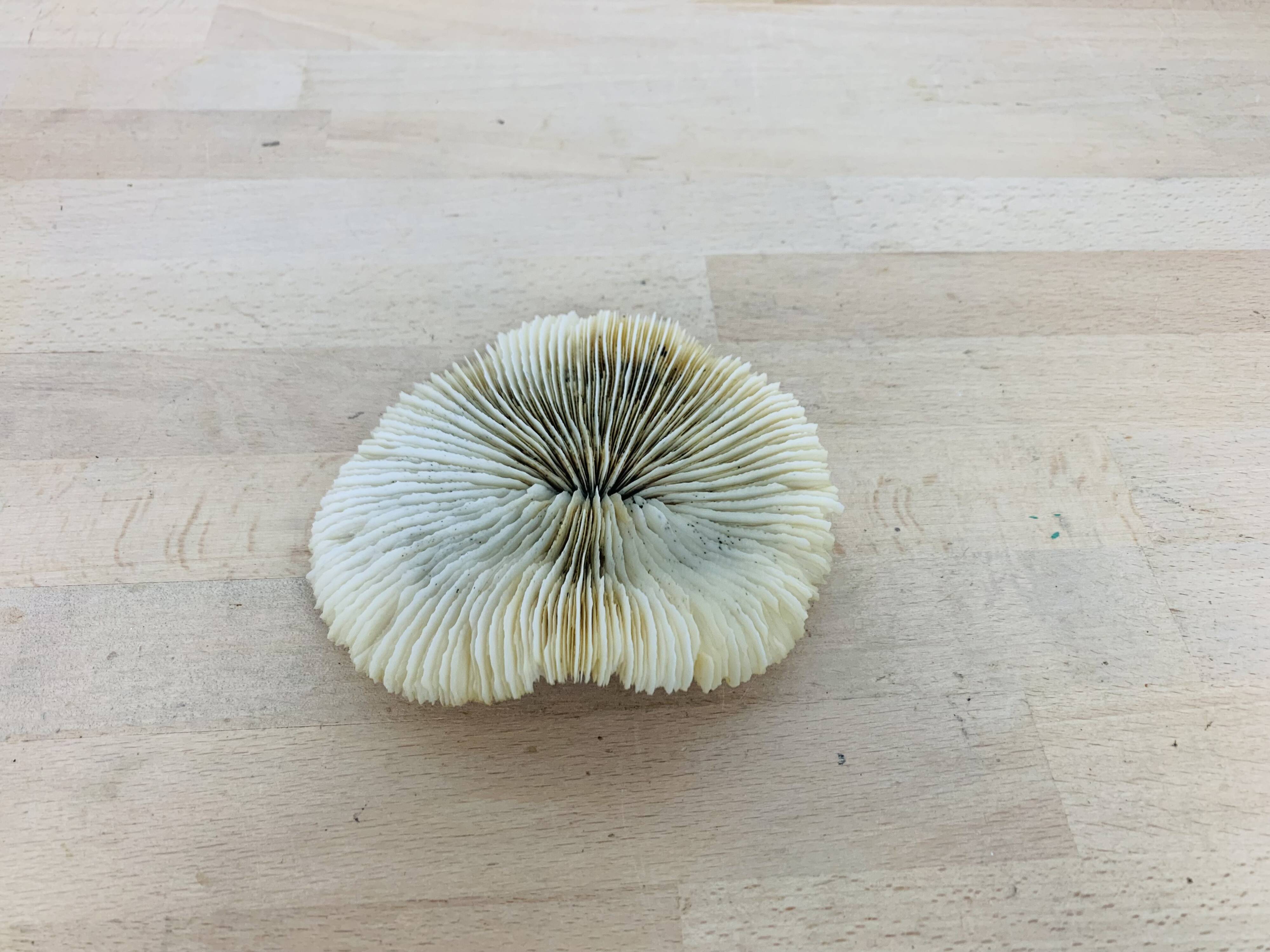 Natural Ancient White Fungia Coral