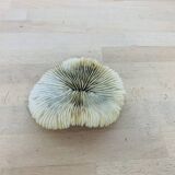 Natural Ancient White Fungia Coral