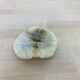 Natural Ancient White Fungia Coral