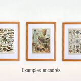 Old engraving 1928, Mollusk, shell, snail, animals • Lithograph, original illustration