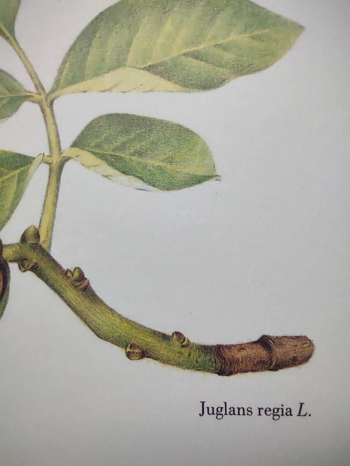 Botanical engraving -Walnut- Illustration of medicinal plants and herbs. Pastels by C. Michaut