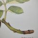 Botanical engraving -Walnut- Illustration of medicinal plants and herbs. Pastels by C. Michaut