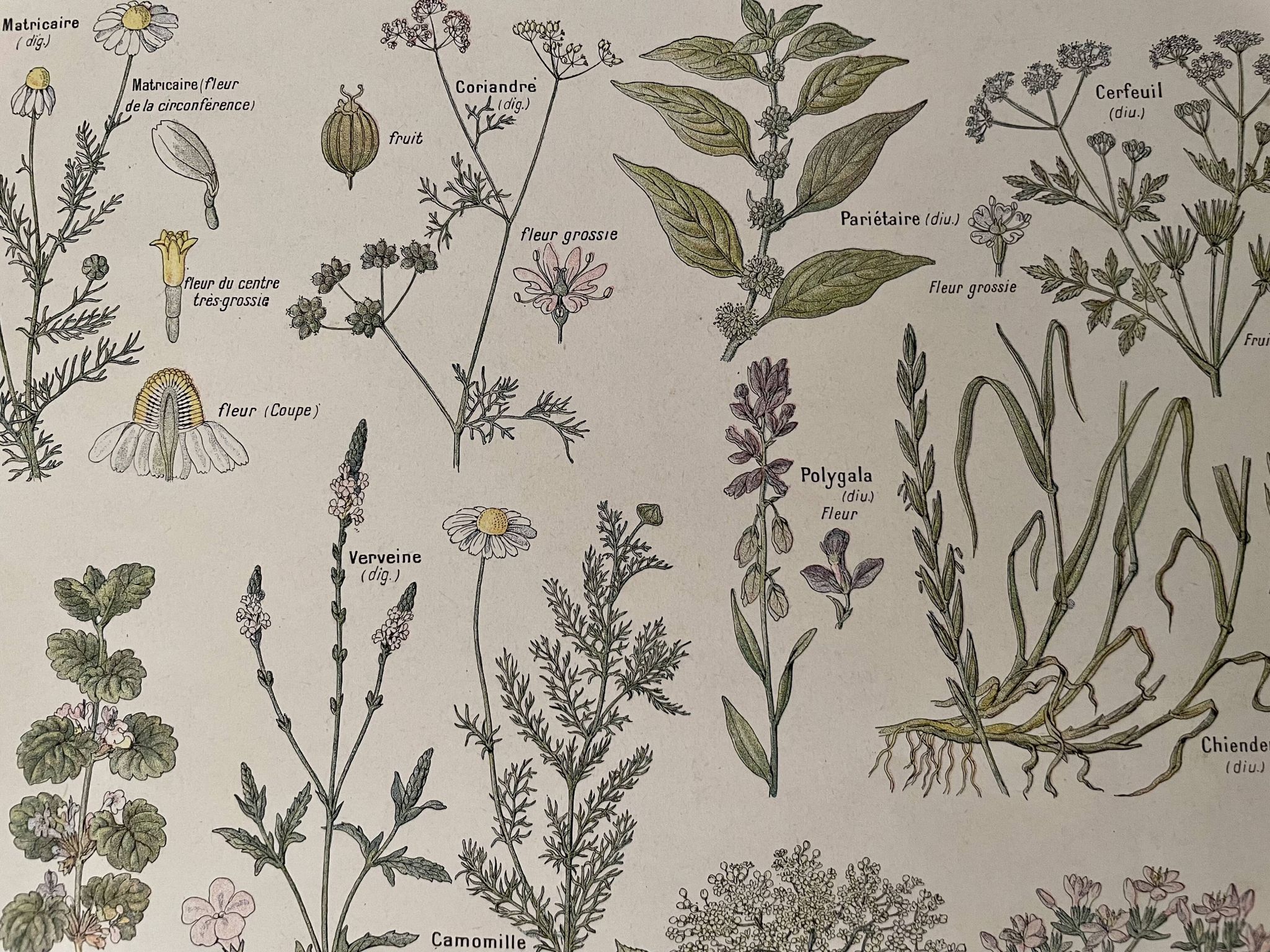 Lithograph medicinal plants (XXV) Chervil Sage Melissa - 1920