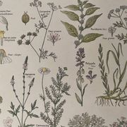Lithograph medicinal plants (XXV) Chervil Sage Melissa - 1920