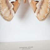 Naturalized butterfly frame