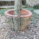 Medici stone planter with tree trunk decor