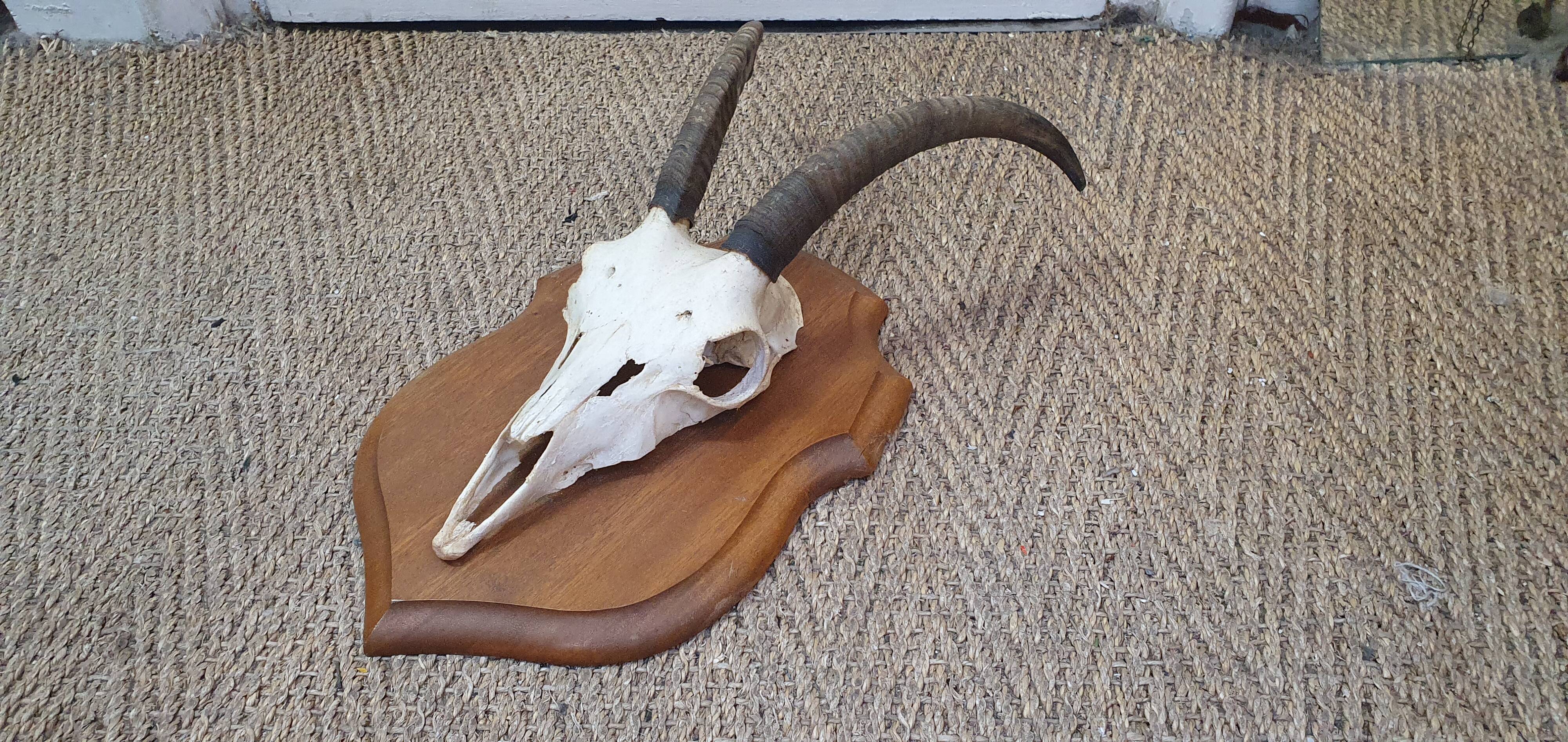 Massacre of chamois on wooden crest