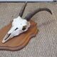 Massacre of chamois on wooden crest