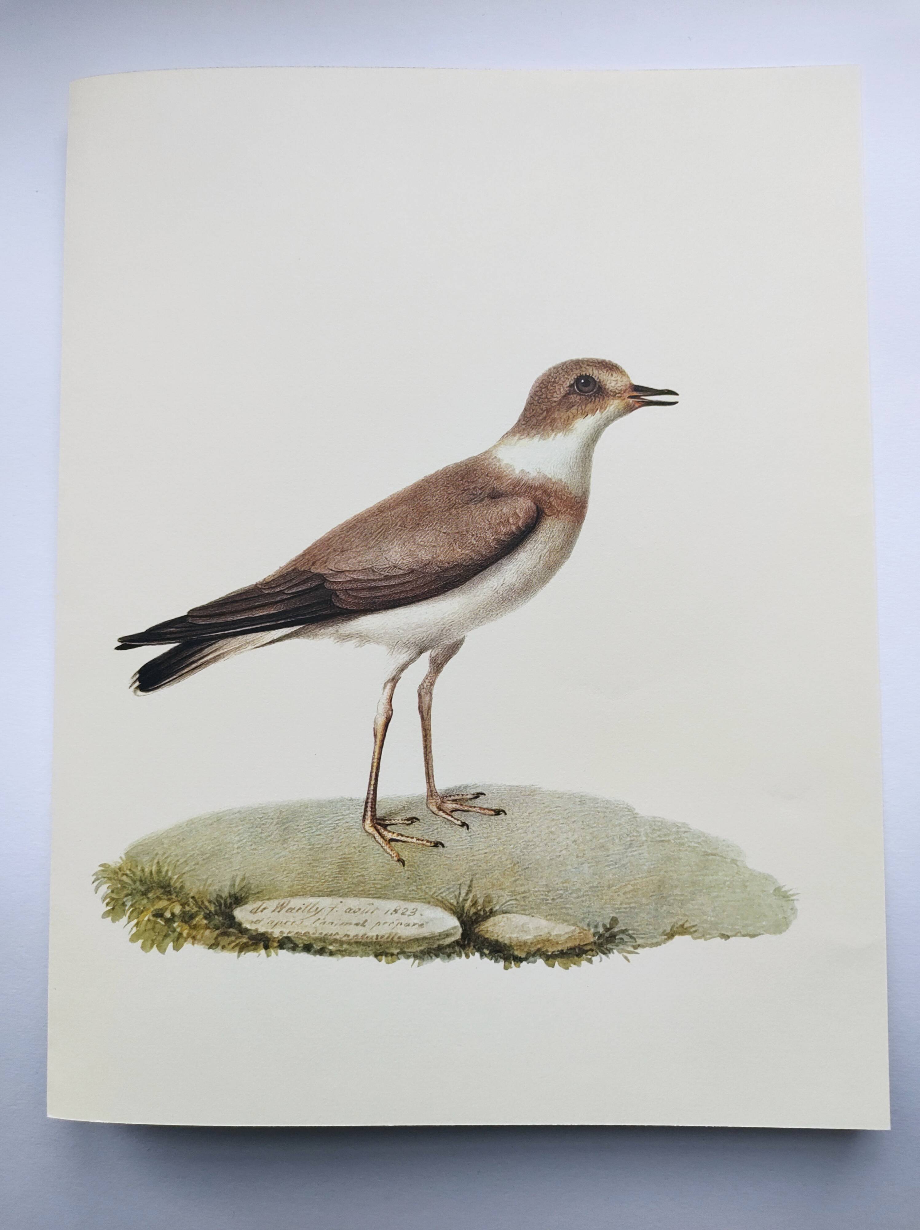 Birds board - Herodotus' plover - Natural zoological illustration