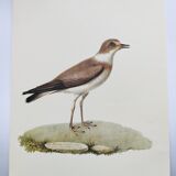 Birds board - Herodotus' plover - Natural zoological illustration