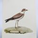 Birds board - Herodotus' plover - Natural zoological illustration