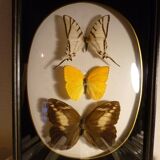 Brazil  butterflies framework of the 80s