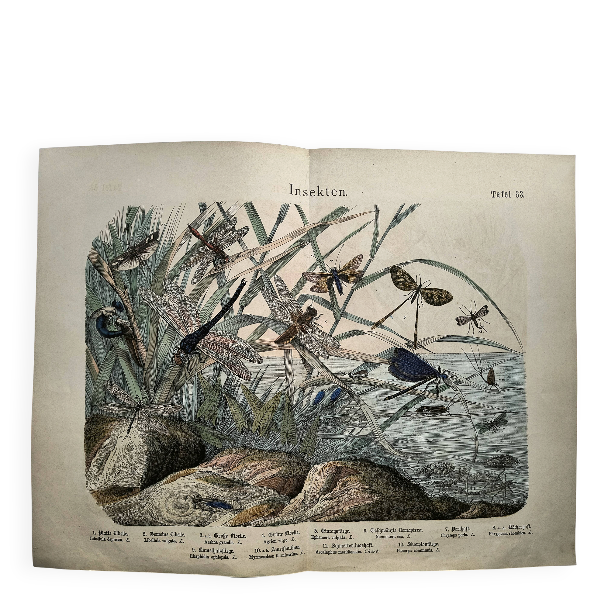 Gravure de 1886.  Libellules. Lithographie ancienne zoologique et vintage