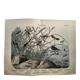 Gravure de 1886.  Libellules. Lithographie ancienne zoologique et vintage