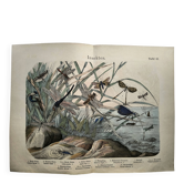 Gravure de 1886.  Libellules. Lithographie ancienne zoologique et vintage