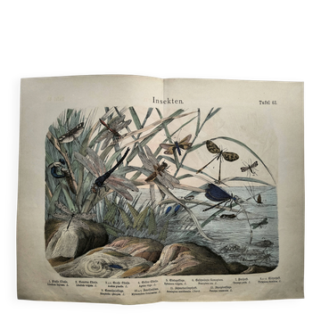Gravure de 1886.  Libellules. Lithographie ancienne zoologique et vintage
