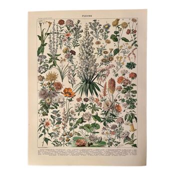 Lithographie sur les fleurs amarante 1900