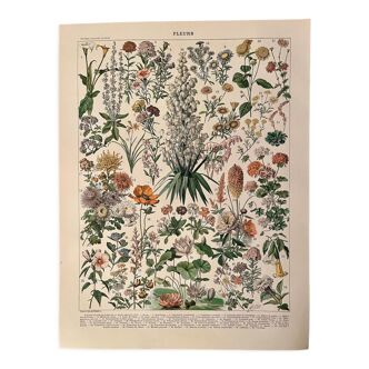 Lithograph on flowers (amaranth) - 1900