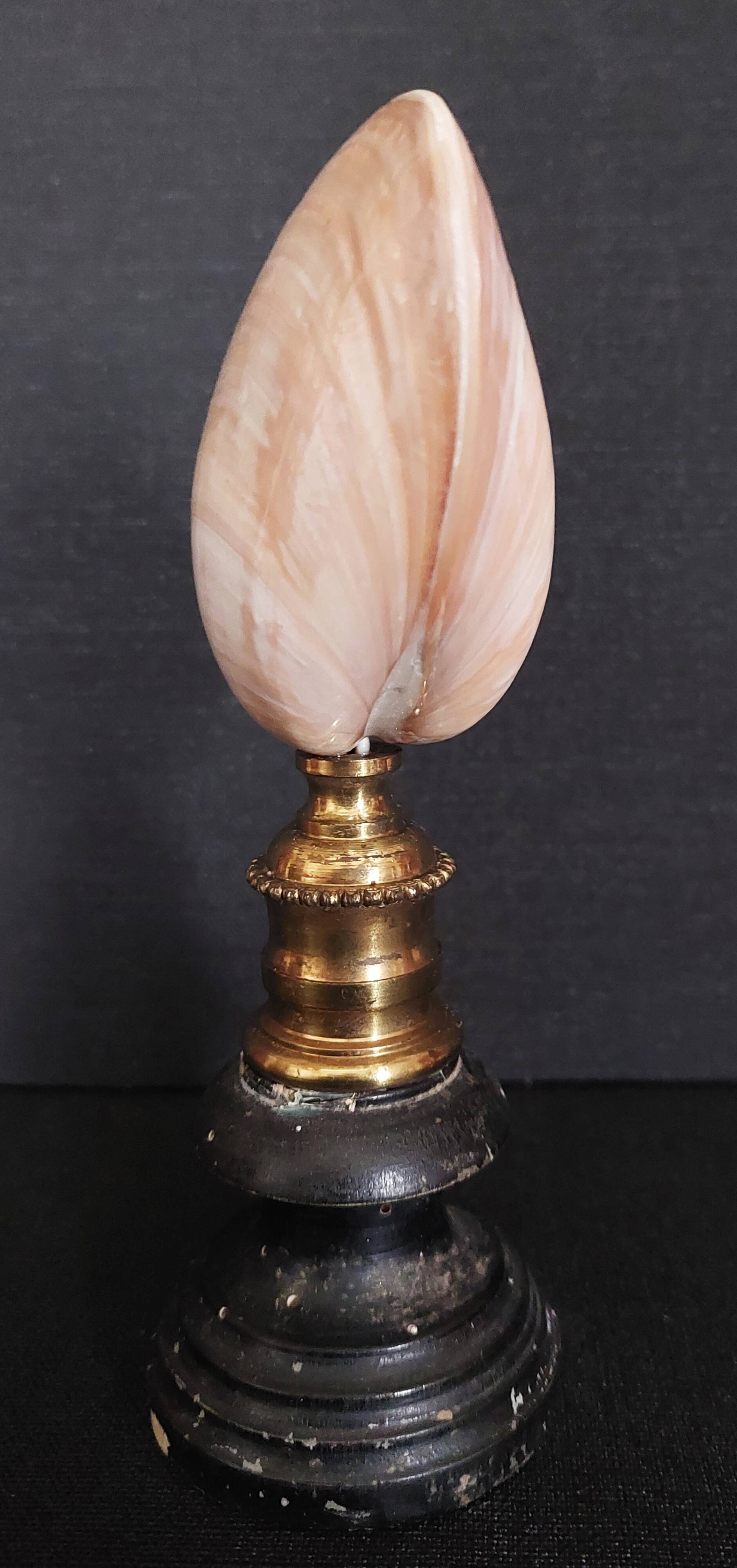 Cabinet of Curiosities codakia tigerina shell on base