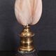 Cabinet of Curiosities codakia tigerina shell on base