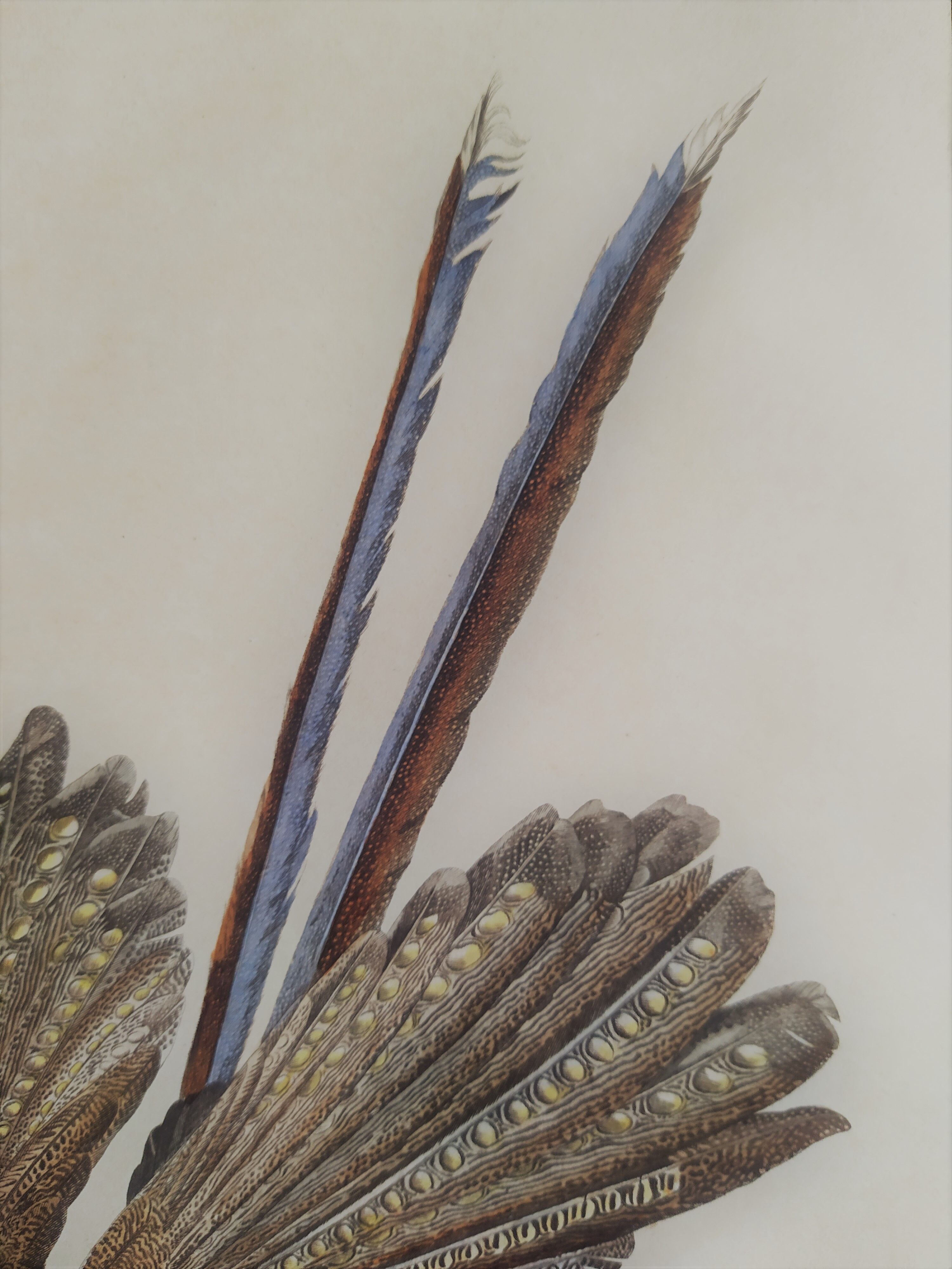 Original ornithological plate from "L'Argus" - Buffon 1838