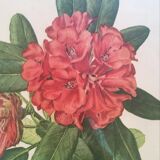 Botanical plate Rhododendron Hookeri by Riefel