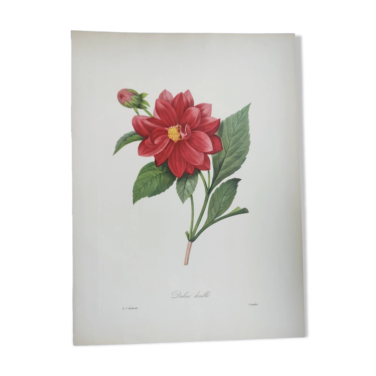 Vintage antique botanical -1955- Dalea double- engraving by PJ. Redouté