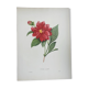 Vintage antique botanical -1955- Dalea double- engraving by PJ. Redouté